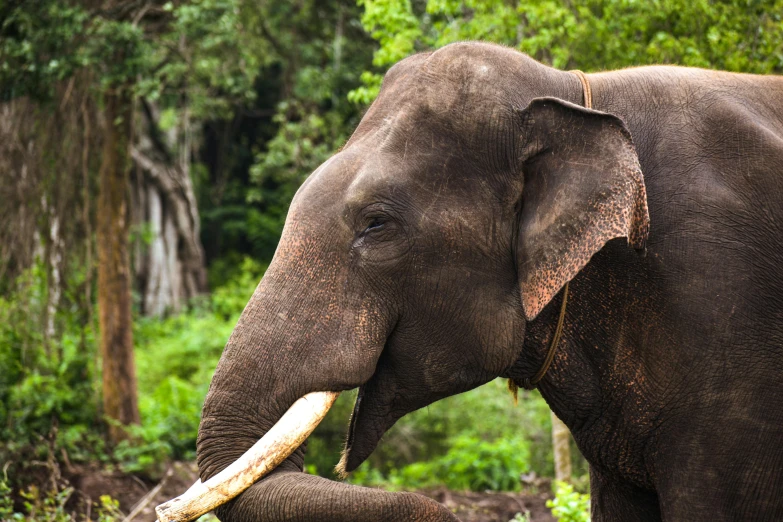 an elephant eating soing while standing in the middle of trees