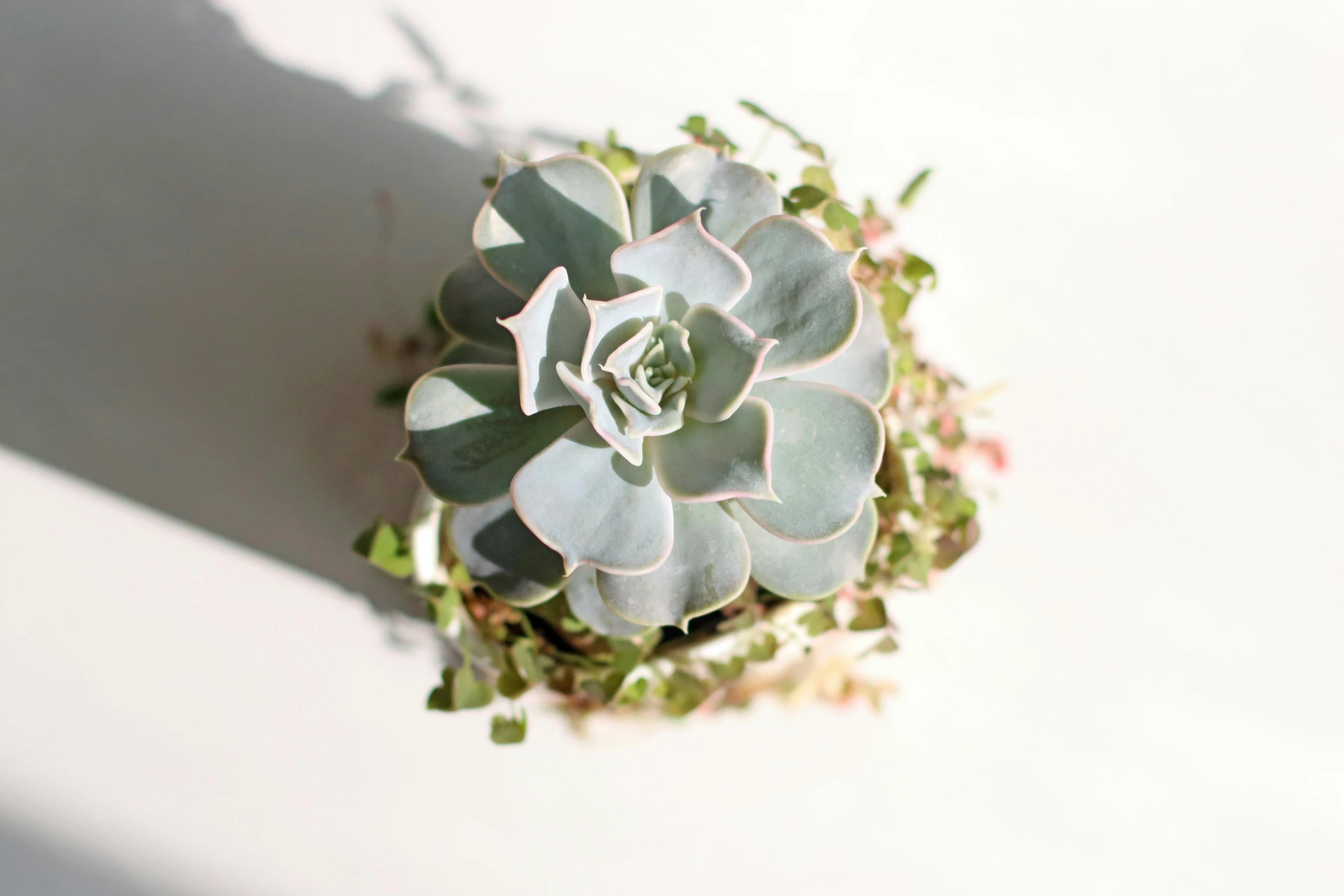 a succulent plant with green leaves on a white surface