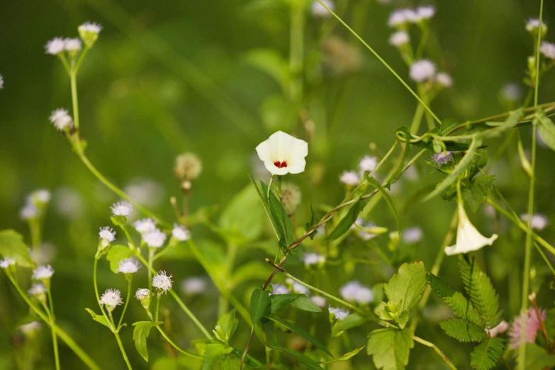 some very pretty white flowers near some green and pink grass