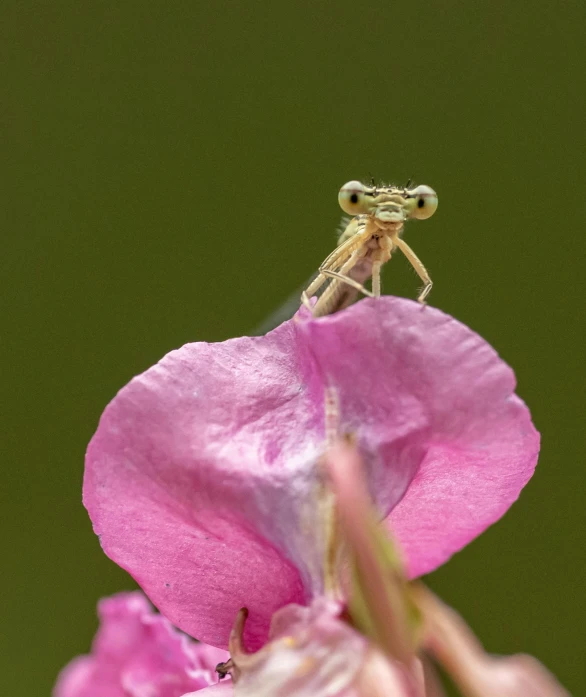 an insect is perched on the center of a pink flower