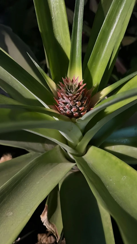 a close up view of the top leaves of a pineapple