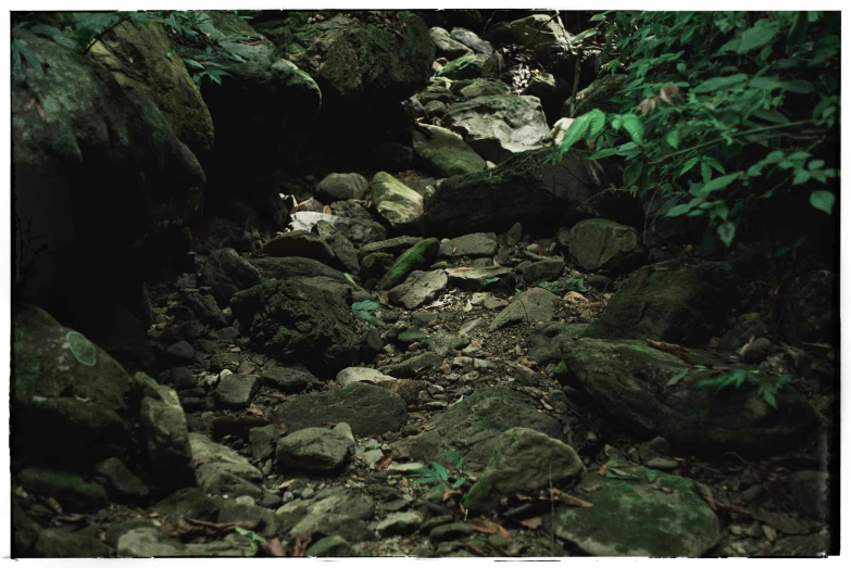 rocks and trees are in a small part of the forest