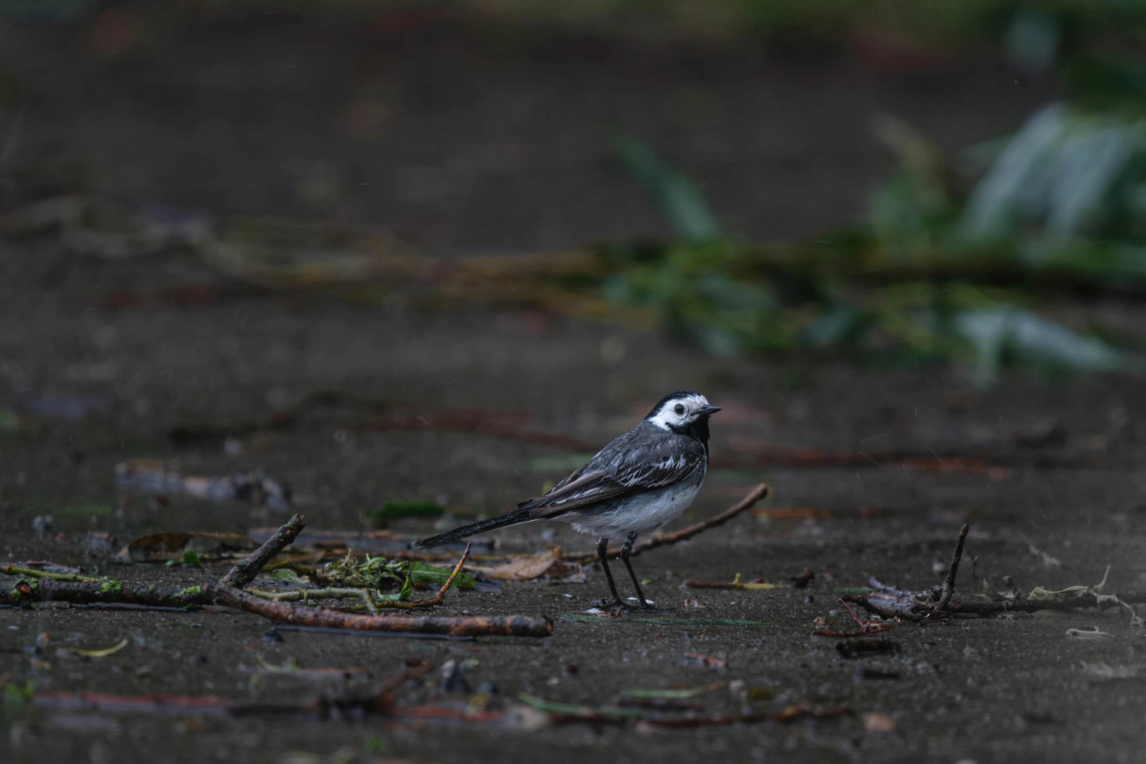 small gray bird standing on ground next to nches