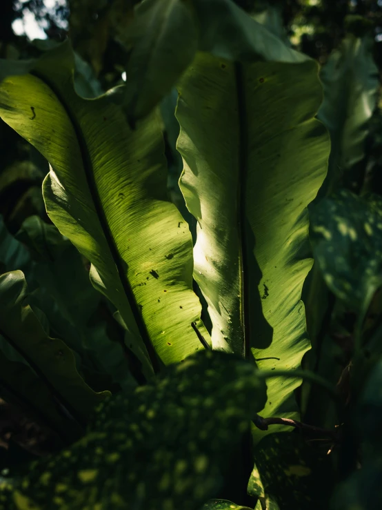 a huge plant is growing in a field