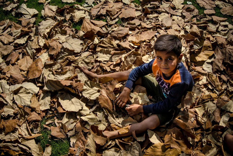 a  lays on the ground among the leaves