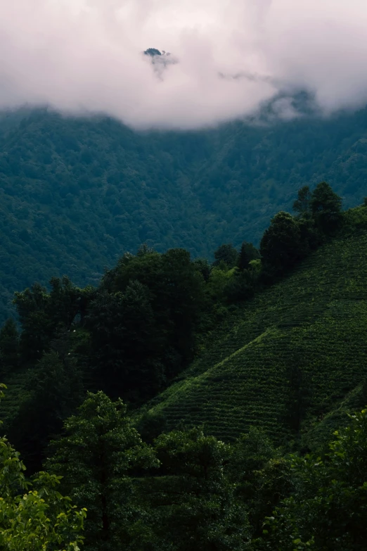 a hill and some trees under a cloud filled sky