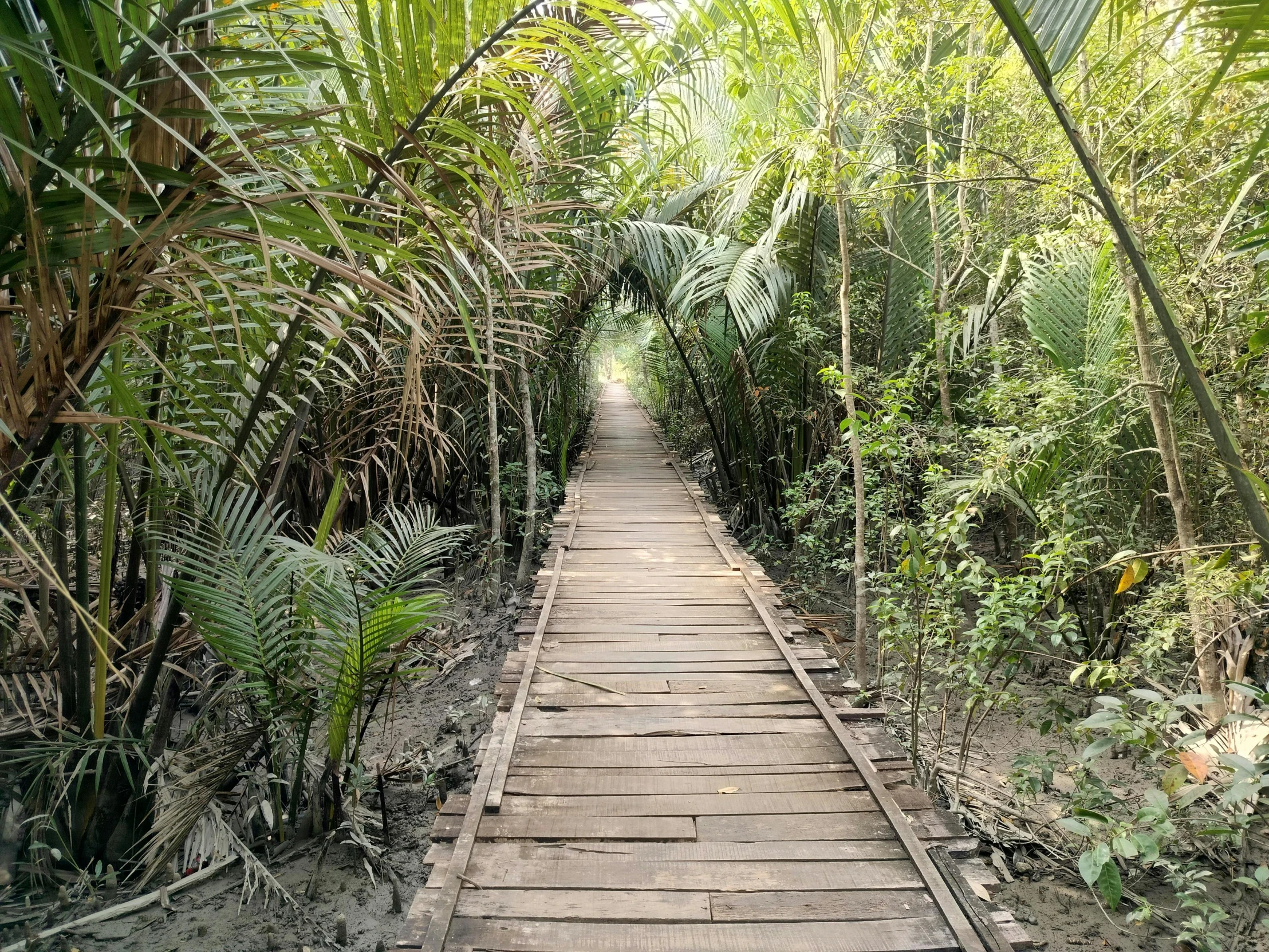 this is a walkway in the jungle through a canopy of trees