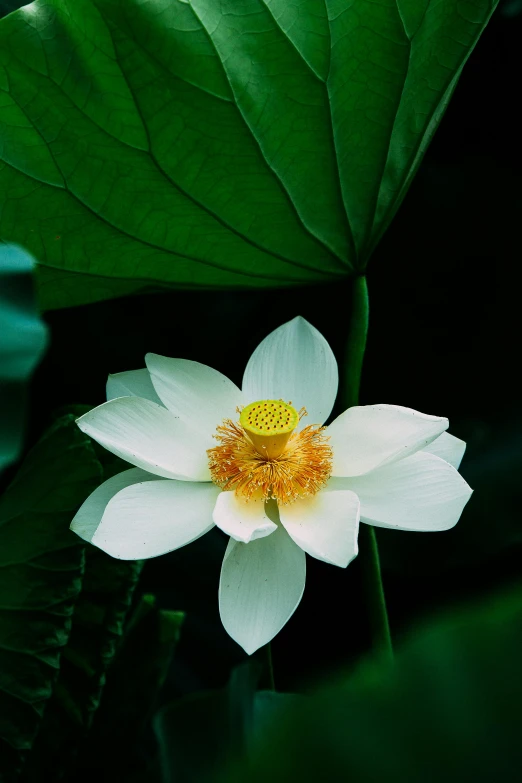 a white lotus flower in bloom among the leaves