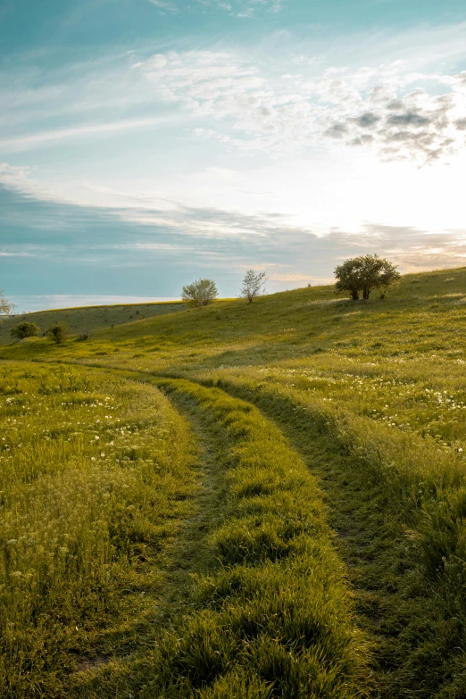 an open grassy field has a path going towards trees