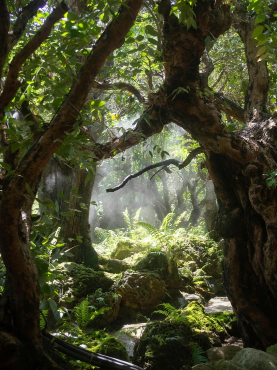 some trees that have been bent over by sunlight