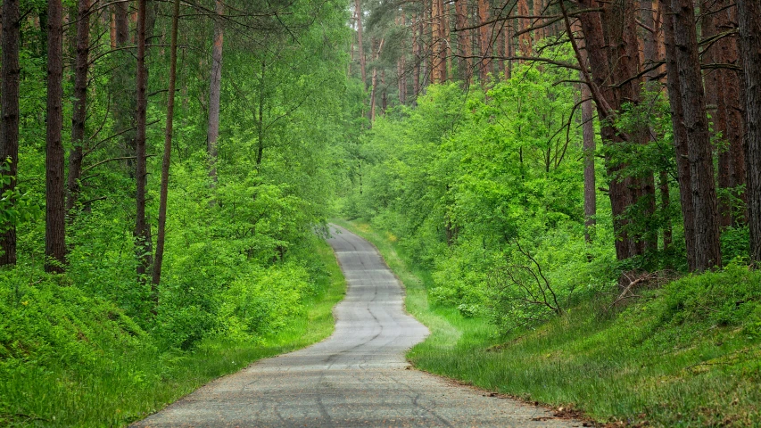 a quiet road in the middle of the forest