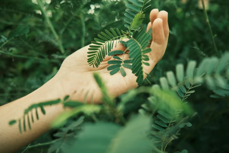 a person holding out a leaf on top of a tree