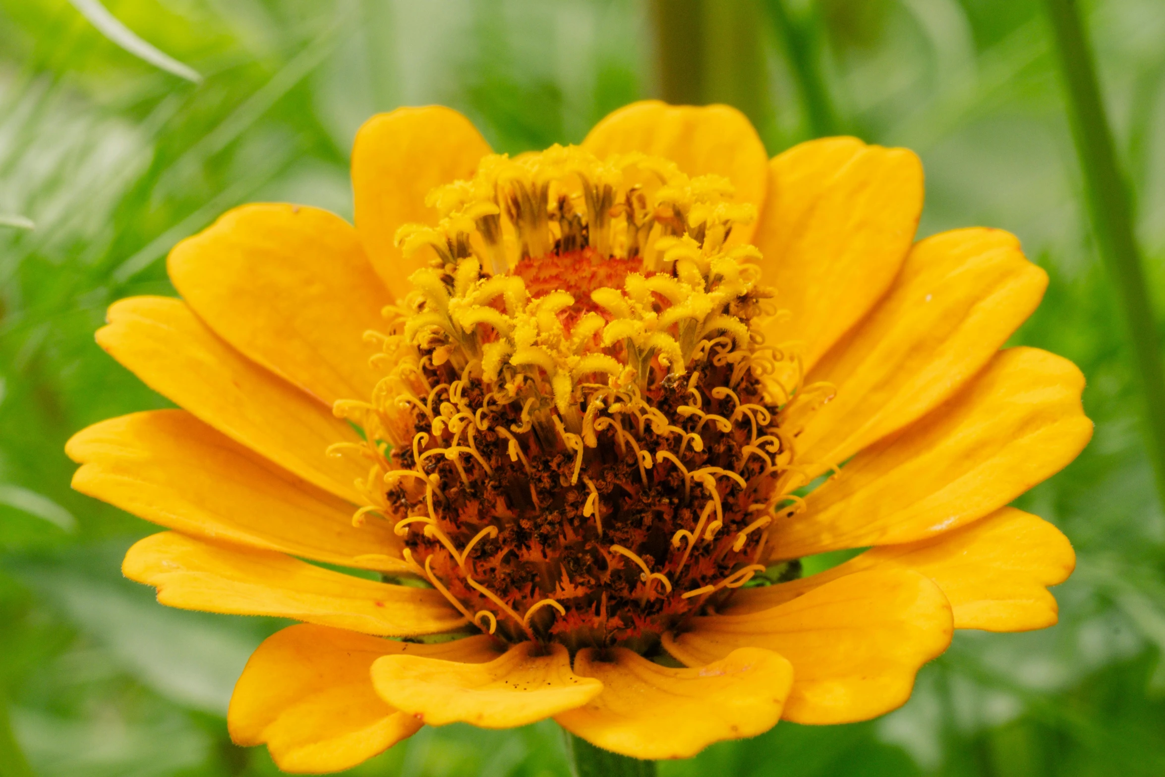 a yellow flower with a green background