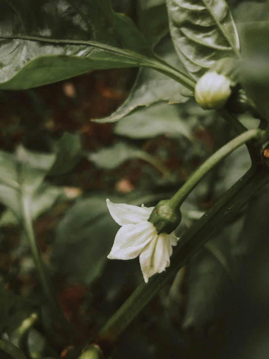 the flower is beginning to open up and wilted