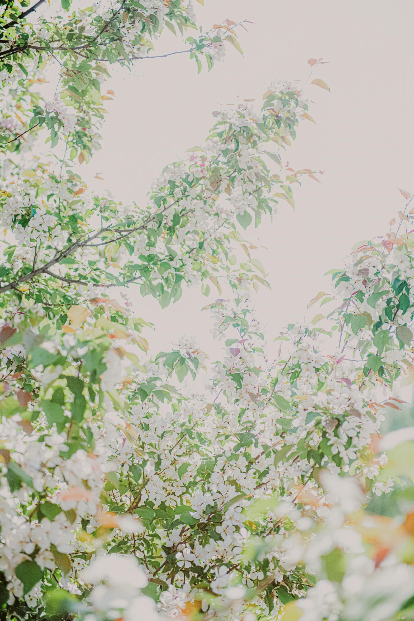 some white and green leaves and a pink and yellow flower