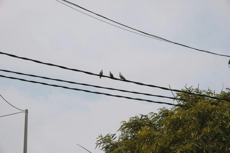 three birds on telephone wires, in the middle of the afternoon