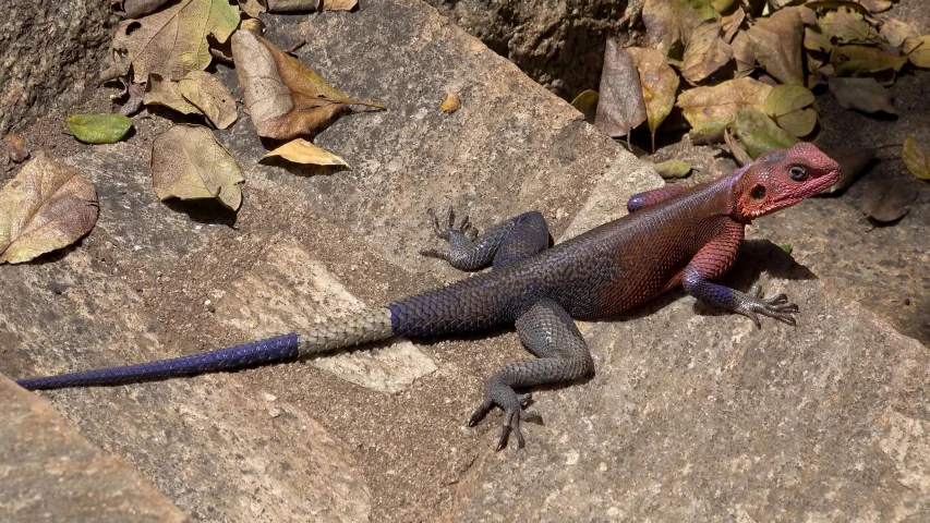 a lizard sitting on top of a rock near leaves