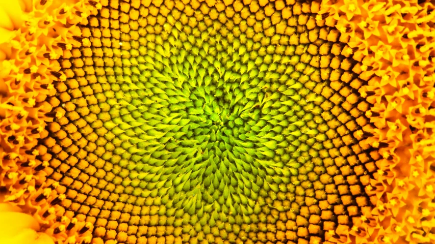 the center of a sunflower is visible in this pograph