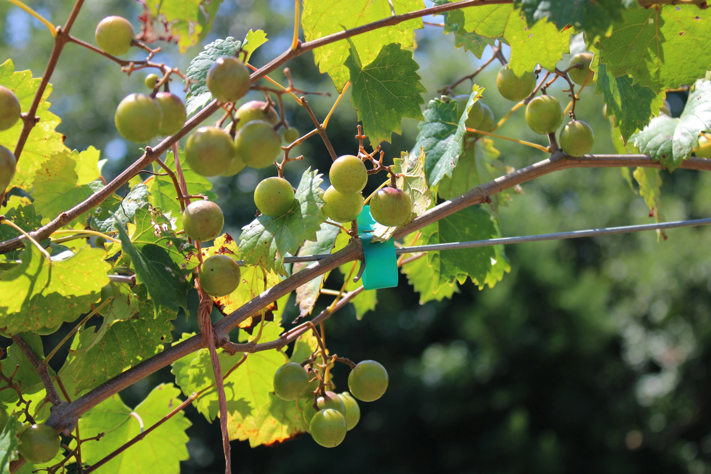 gs hanging from nches on the vine with leaves