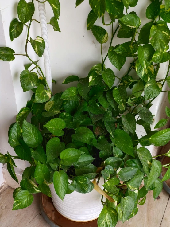 the plant is growing up from the base of the table