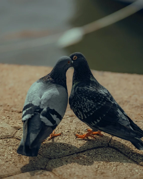 two pigeons standing on the sidewalk facing each other