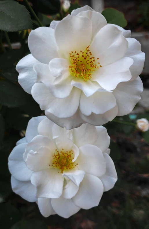 two white flowers are blooming next to each other