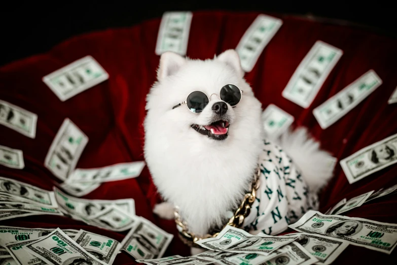 a small dog wearing sunglasses and sitting in a bean bag filled with money