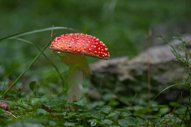 red spotted mushroom in the forest surrounded by green grass