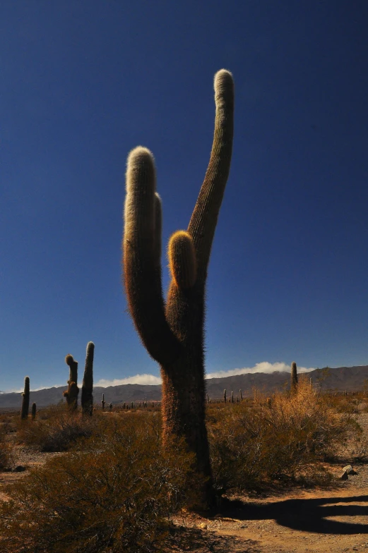 the side view of a cactus in the desert