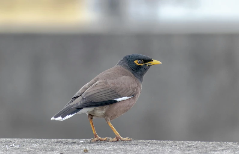 a bird is standing on the sidewalk with its beak open