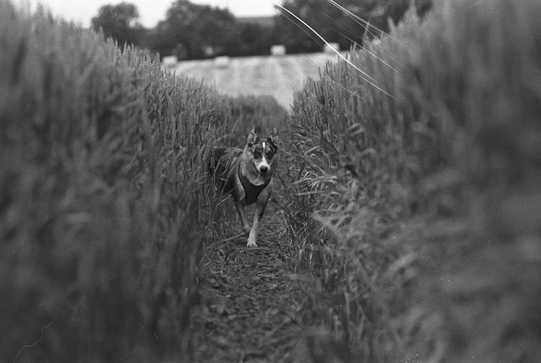 a black and white dog standing in the tall grass