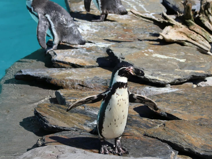 two penguins sitting near the water and walking around