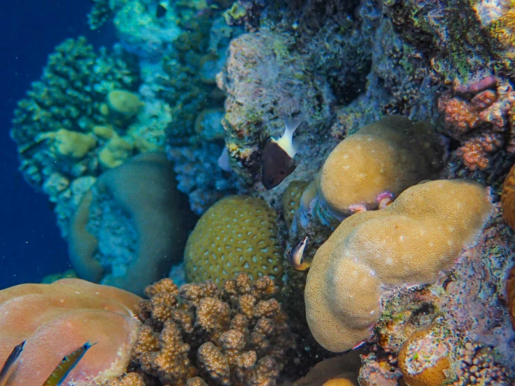 an orange sea snake under a colorfully colored coral