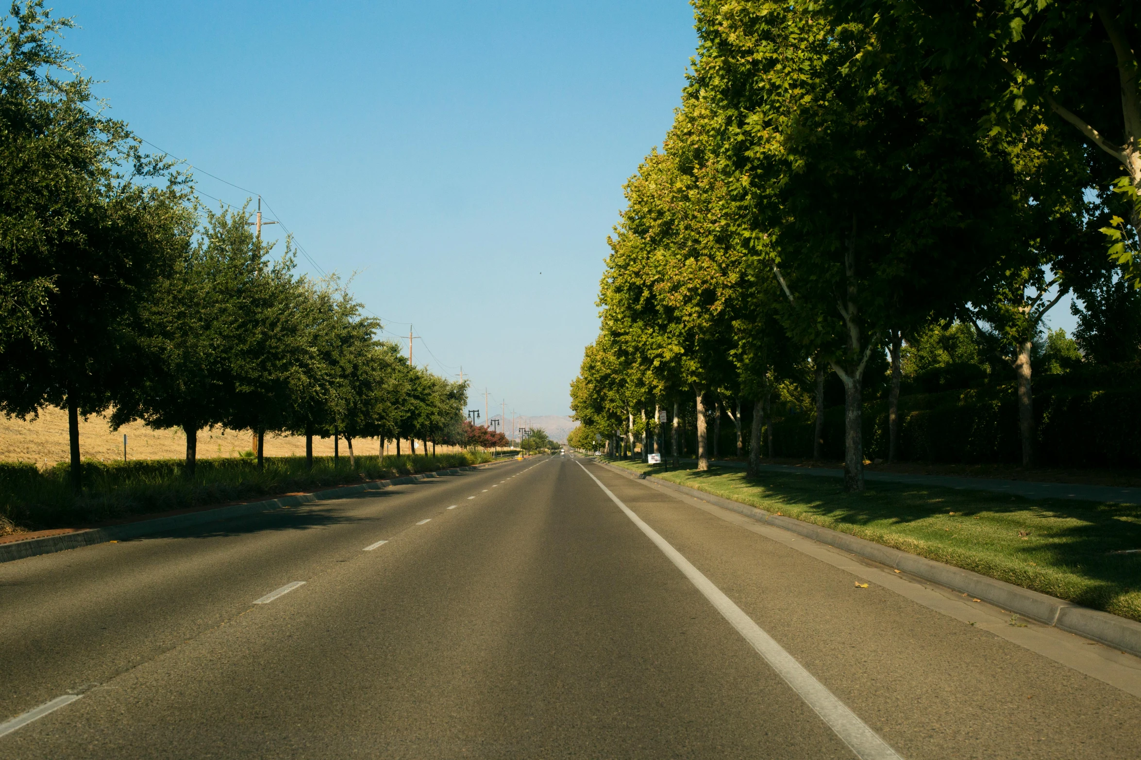 a road is surrounded by several trees