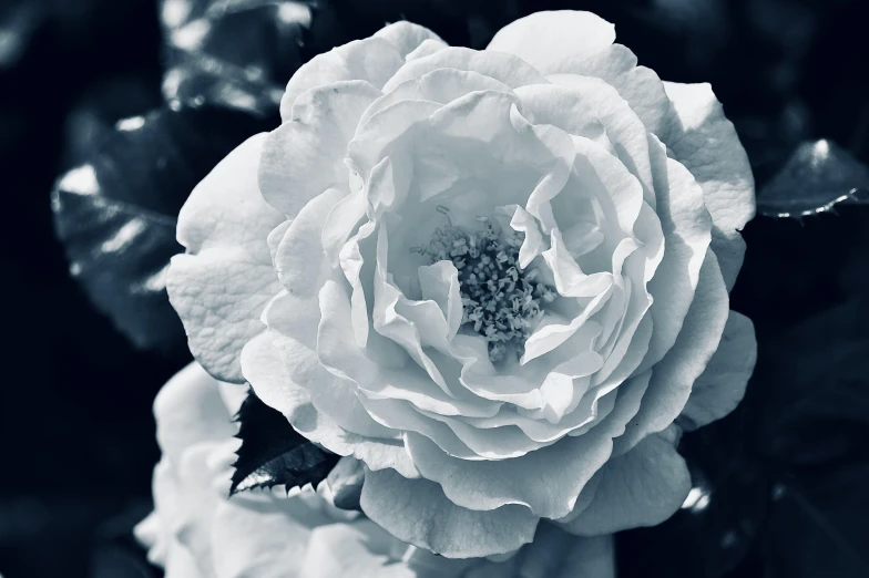 a white rose is in the middle of a black and white po