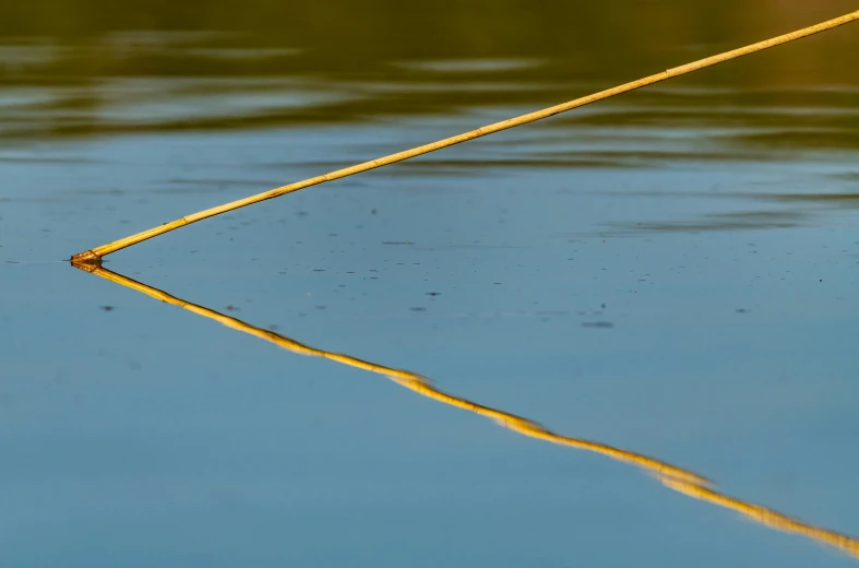 a bird with it's head above the water while its reflection is visible