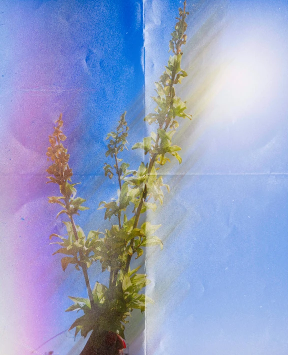 a plant with leaves and bright light in background