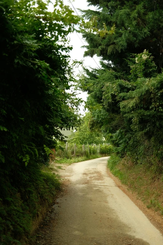 a road winding through some trees and greenery