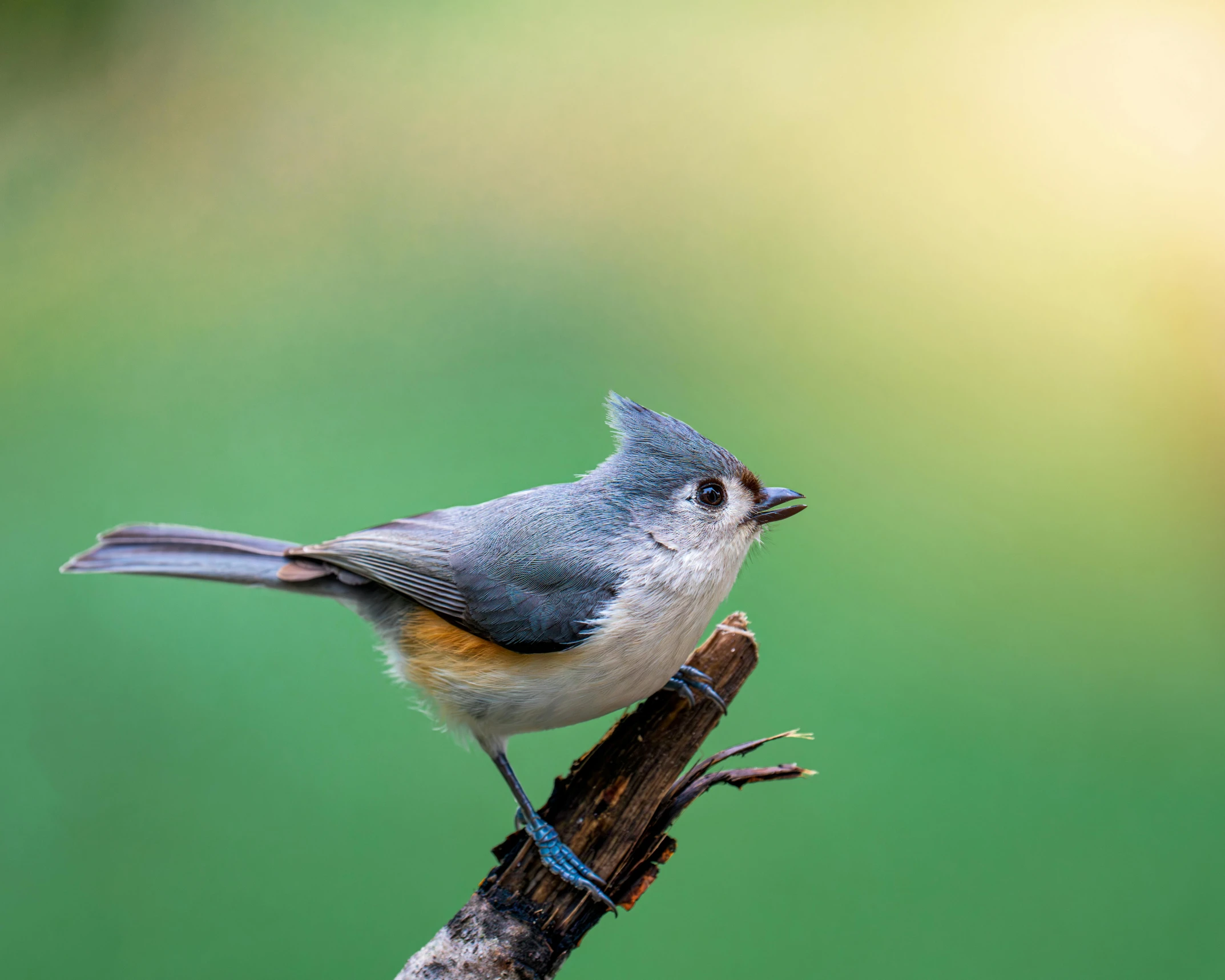 a small bird perched on top of a wooden nch