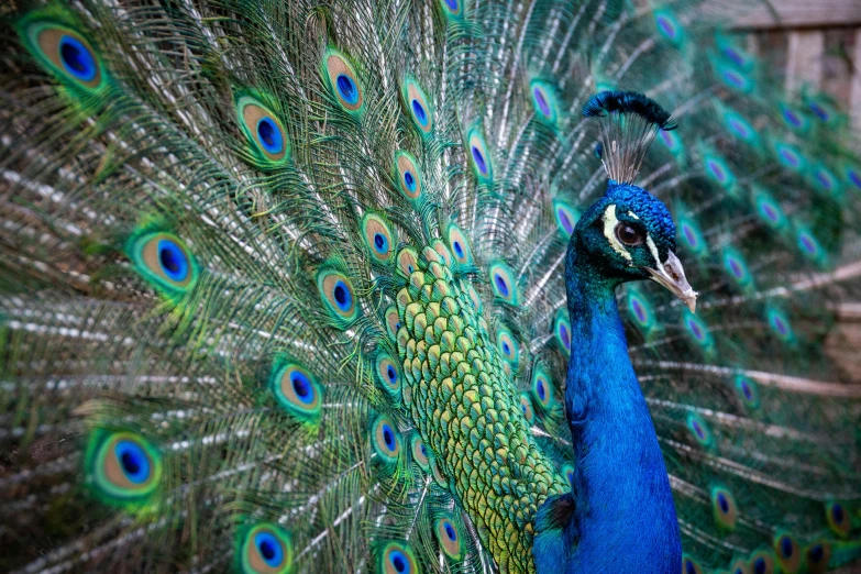 the peacock is displaying his feathers outside