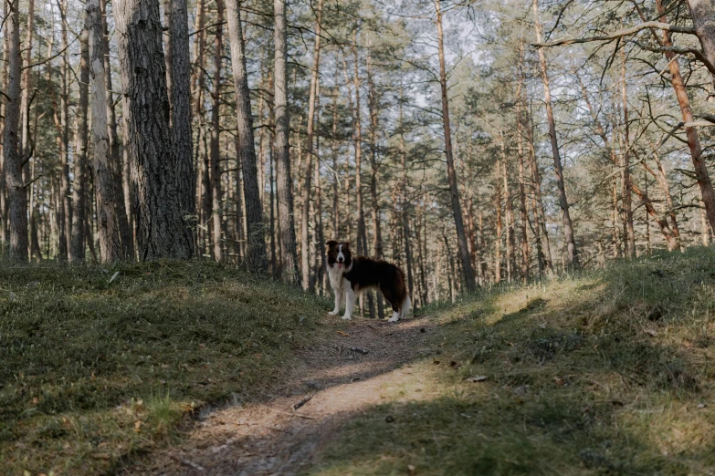 a dog standing on a trail in a wooded area