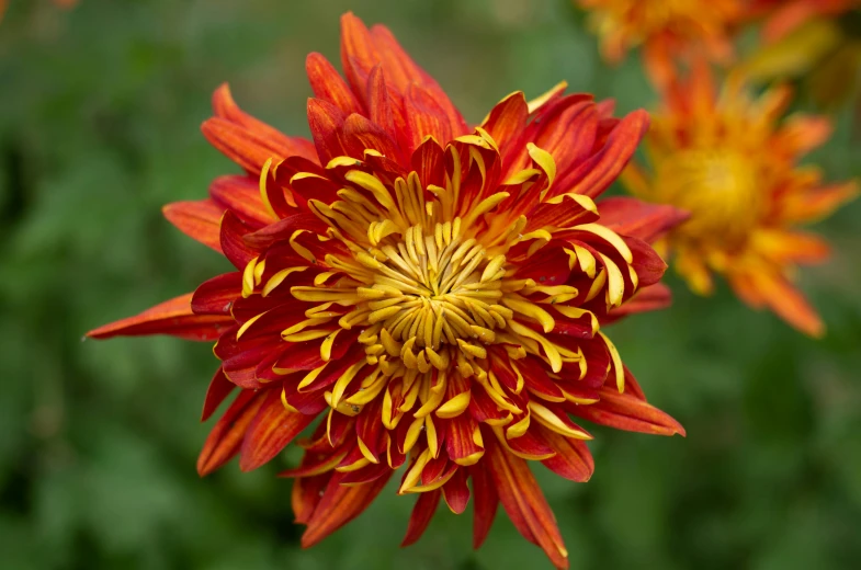 this is a red and yellow flower in the garden