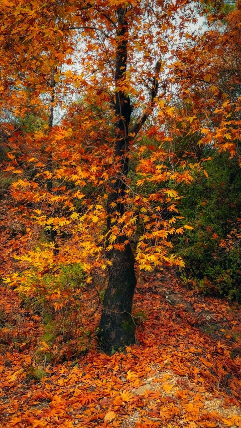 a couple of trees with leaves in the ground