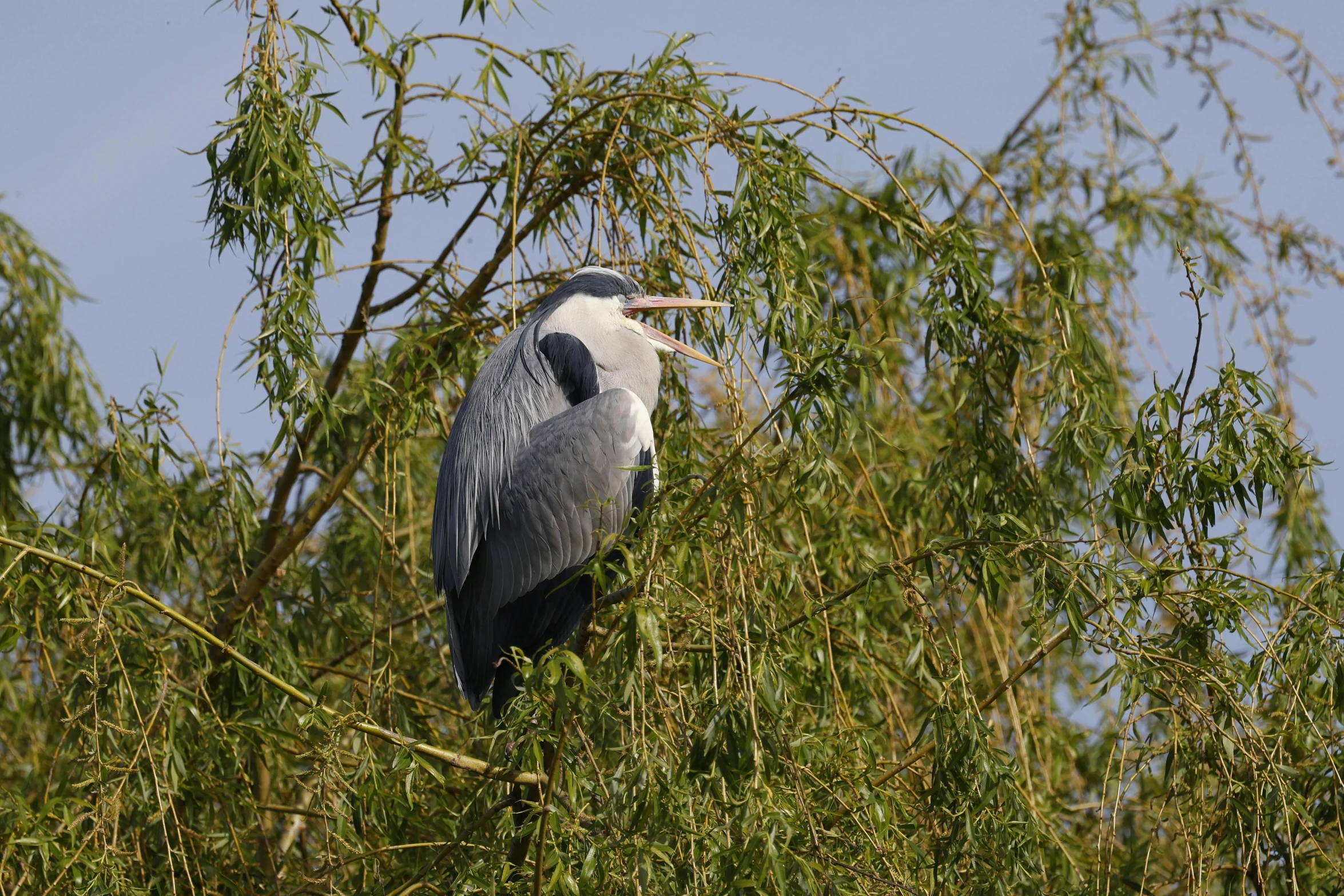 a bird is perched in a tree looking for prey