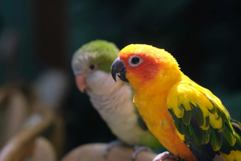 two parrots sit together looking around while sitting