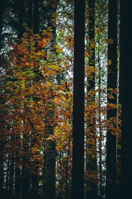 some tall trees with orange leaves in a forest
