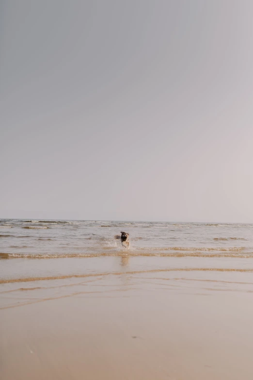 a lone black dog running through the surf on a beach