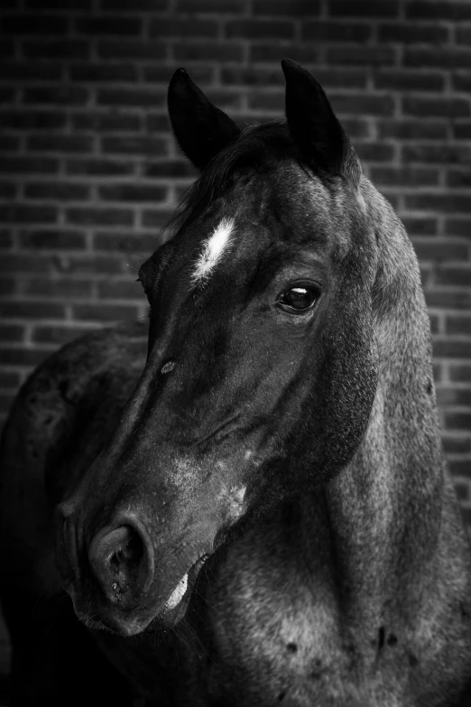 a black and white po of a horse near a brick wall