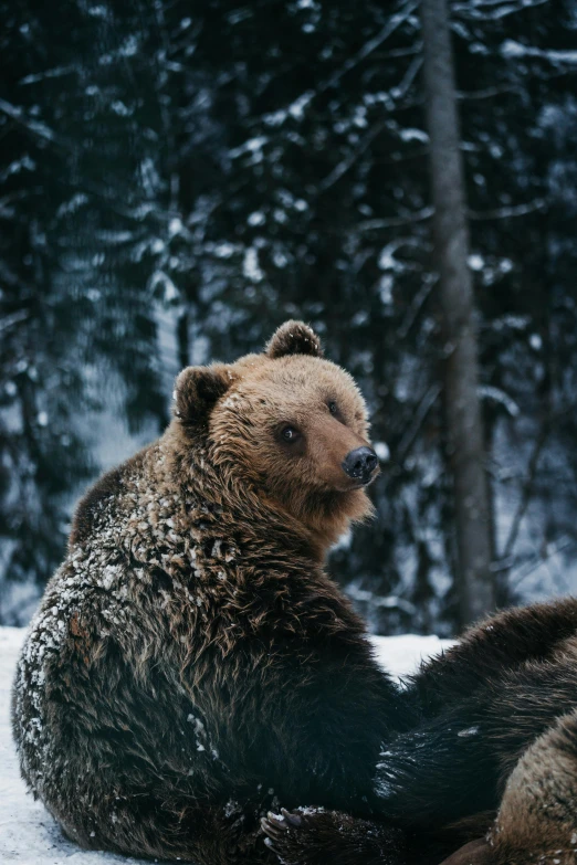 a brown bear sitting on the ground near some trees