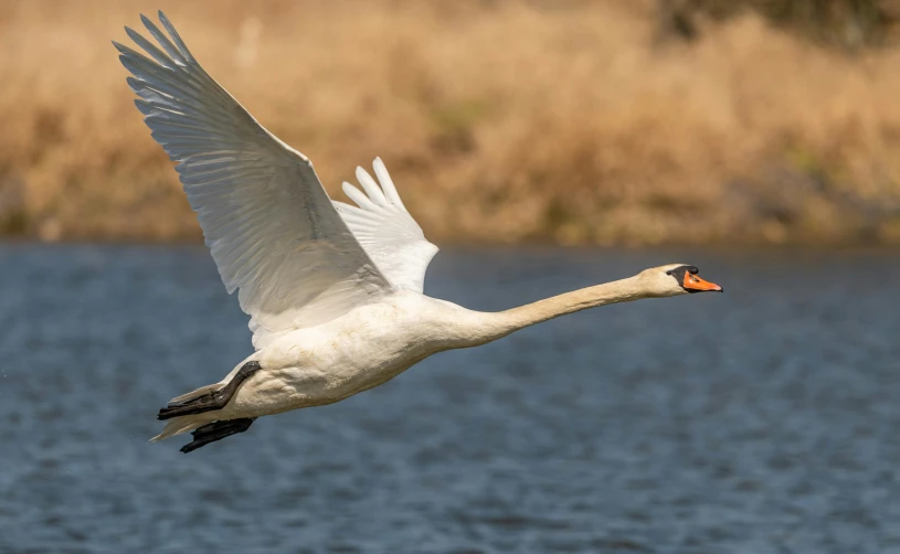 an elegant swan is flapping its wings near the water